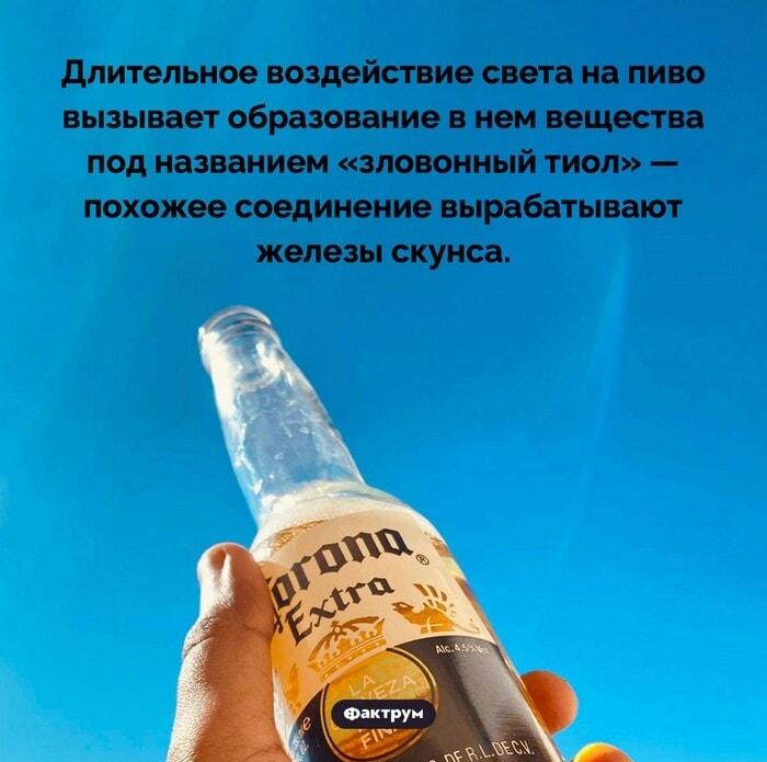 Пиво на солнце: узнай, почему твой лагер пахнет скунсом!