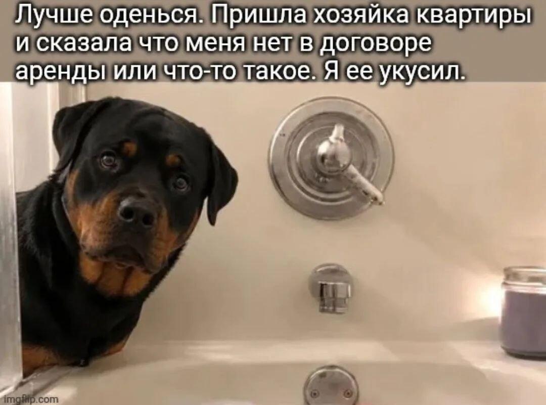 Ротвейлер-арендатор: Хозяйка квартиры пришла, и я ее укусил!
