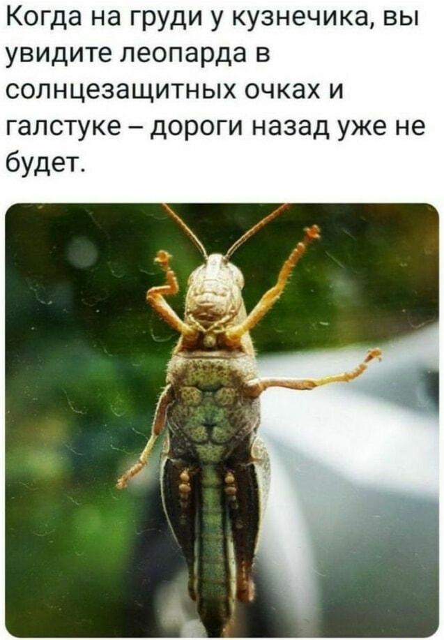 Кузнечик-леопард в очках: когда реальность свернула не туда