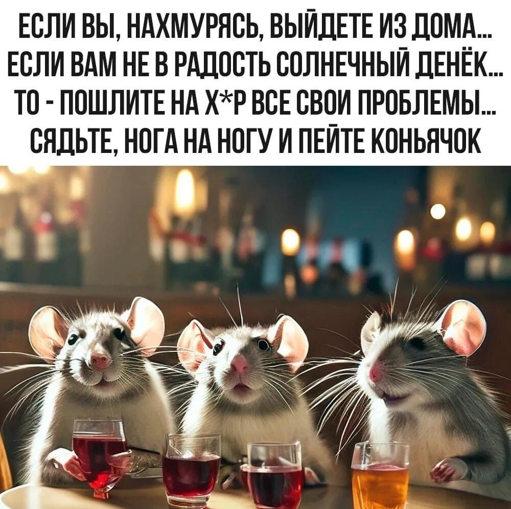 Устали от проблем? Эти крысы знают рецепт счастья!