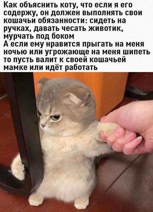 Кот-нахлебник: как заставить питомца выполнять свои обязанности?